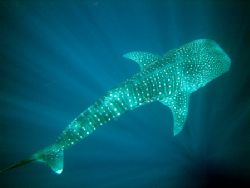 Whale shark. Davy Jones' Locker, Koh Tao - Thailand. On o... by Charlott Ragnarsson 